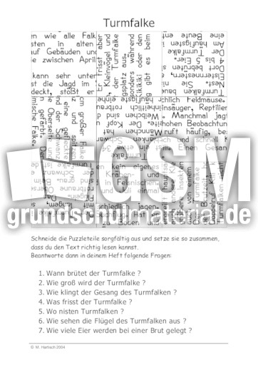 Turmfalke.pdf